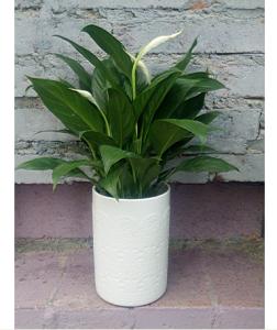 北京绿植租摆.jpg 北京绿植租摆.jpg