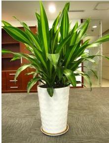 绿植租摆公司.jpg 绿植租摆公司.jpg