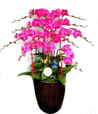 绿植租摆公司.jpg 绿植租摆公司.jpg