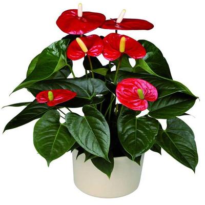 北京绿植公司.jpg 北京绿植公司.jpg